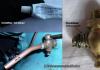 K�hlwasserablasshahn &nbsp;&nbsp;&nbsp;&nbsp;&nbsp;&nbsp;&nbsp;&nbsp;&nbsp;&nbsp; (8221) 