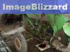 John Deere Lanz  300  Frontlader &nbsp;&nbsp;&nbsp;&nbsp;&nbsp;&nbsp;&nbsp;&nbsp;&nbsp;&nbsp; (4816) 
