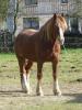Kutschpferd &nbsp;&nbsp;&nbsp;&nbsp;&nbsp;&nbsp;&nbsp;&nbsp;&nbsp;&nbsp; (5972) 
